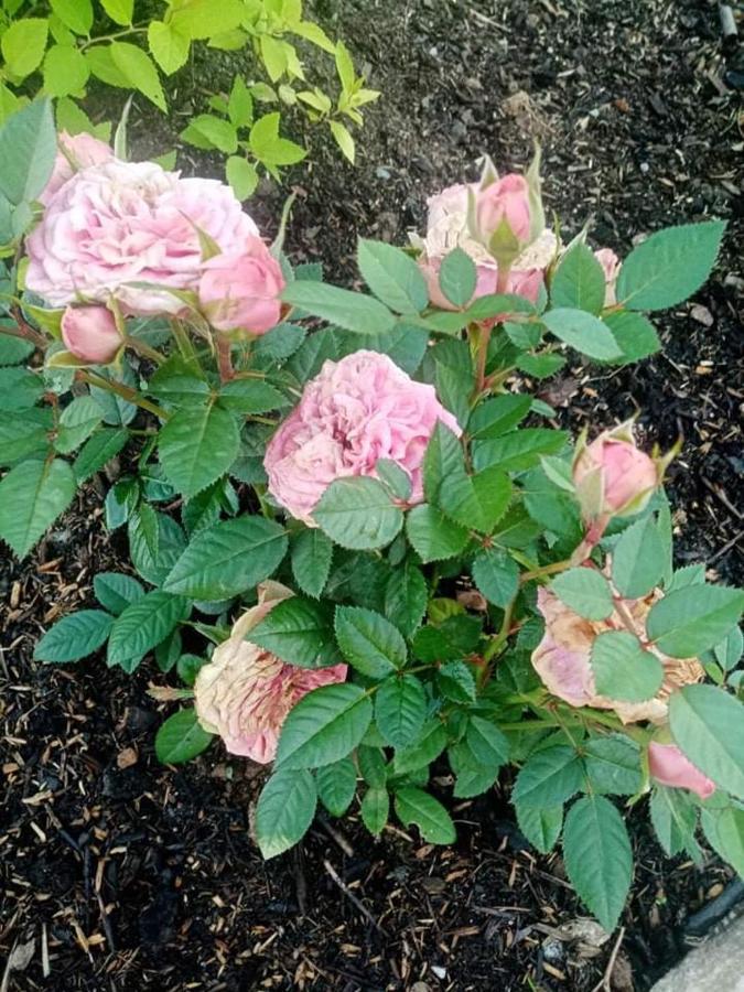 Gite Ferme La Rosee Blanche Ban-de-Laveline Bagian luar foto
